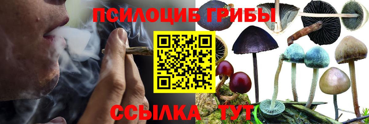 Юрга  Псилоцибиновые грибы мицелий  Псилоцибиновые грибы MAGIC MUSHROOMS  Вход с VPN 